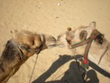 Giza_014_jx_06252008 - Kissing camels