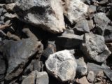 Gocta_036_jx_04252008 - Lots of fossils imprinted onto the ancient rocks strewn on the Catarata Gocta Trail