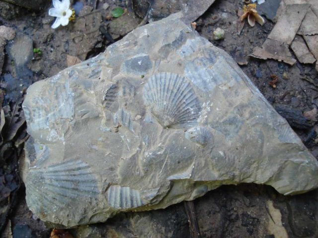 Gocta_042_jx_04252008 - Ancient sea shell fossils seen on the trail