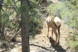 Grand_Canyon_18_087_03302018 - An elk spotted along the road to Hermit's Rest as seen from the shuttle bus