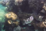 Great_Barrier_Reef_uw_013_01242014 - The Great Barrier Reef snorkel