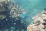 Great_Barrier_Reef_uw_022_01242014 - The Great Barrier Reef snorkel