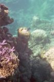 Great_Barrier_Reef_uw_042_07052008 - The Great Barrier Reef snorkel
