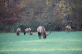 Great_Smoky_Mountains_006_20121020 - Herd of elk