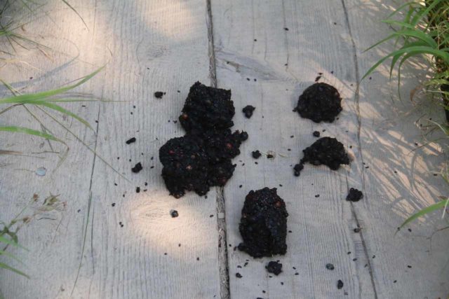 Grinnell_Glacier_083_08072017 - Grizzly bear scat on the Josephine Walk Trail, which went around the southern shores of Lake Josephine