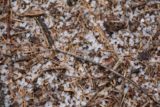 Grouse_Falls_078_05202016 - Closer look at the hail stones on the ground