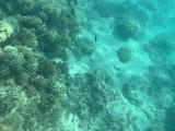 Guam_Snorkeling_048_iPhone_11242022 - Looking down at the reefs of the Dogleg Reef in the Apra Harbour through an iPhone inside a DicaPac