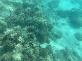 Guam_Snorkeling_054_iPhone_11242022 - Looking down at the reefs of the Dogleg Reef in the Apra Harbour through an iPhone inside a DicaPac