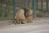 Haerbin_045_05112009 - Lions mating