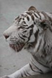 Haerbin_077_05112009 - A white tiger