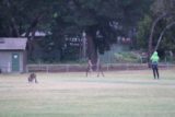 Halls_Gap_023_11142017 - A couple of kangaroos in a bit of a boxing match