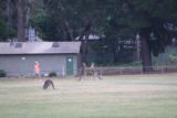 Halls_Gap_027_11142017 - A couple of kangaroos in a bit of a boxing match