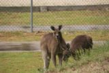 Halls_Gap_040_11142017 - A couple of kangaroos checking me out as I was trying to make my way to the Clematis Falls Track