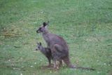 Halls_Gap_076_11152017 - Another look at a kangaroo and joey shortly after leaving a pouch