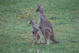 Halls_Gap_086_11152017 - A kangaroo and joey standing and looking at something else