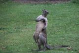 Halls_Gap_093_11152017 - A kangaroo looking comical as it was busy scratching itself