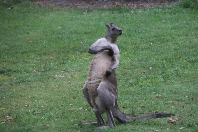 Halls_Gap_093_11152017 - Staying in one of the accommodations in Halls Gap yielded some unexpected benefits like seeing this kangaroo comically scratching itself from just outside the kitchen of our unit