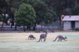 Halls_Gap_111_11152017 - Zoomed in look at the kangaroos still grazing at the oval in Halls Gap Rec Centre