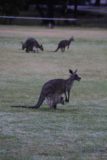 Halls_Gap_119_11152017 - Another look at a kangaroo and joey in a pouch at the Halls Gap Rec Centre
