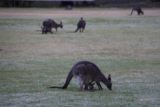 Halls_Gap_121_11152017 - Both a female kangaroo and joey in pouch grazing at the oval in Halls Gap