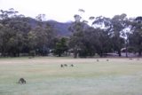 Halls_Gap_122_11152017 - Context of the group of kangaroos grazing at the oval in Halls Gap