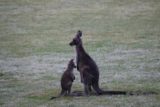 Halls_Gap_127_11152017 - A kangaroo and joey on the grass for the oval at the Halls Gap Rec Centre