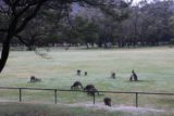 Halls_Gap_128_11152017 - Context of the group of kangaroos that were now grazing on the side of the oval that I was near