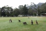 Halls_Gap_137_11152017 - When I returned to the Halls Gap Recreational Oval after my second visit to Clematis Falls in November 2017, this large group of kangaroos was still grazing in the grass