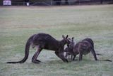 Halls_Gap_142_11152017 - A large male kangaroo moving over towards a female kangaroo and joey