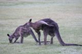 Halls_Gap_145_11152017 - Funny look at a kangaroo scratching itself