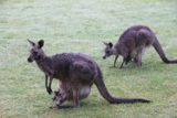 Halls_Gap_150_11152017 - Kangaroo and joey with another kangaroo grazing that happened to be near where I was