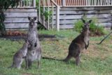 Halls_Gap_155_11152017 - Kangaroos watching me as they were grazing by some private property as I was passing by on my way to the Kiramli Villas