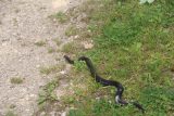 Hallstatt_491_07052018 - I was surprised to see this snake crossing the trail as I was on my way back to Hallstatt from Waldbachstrub Waterfall