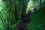 Hanakapiai_Falls_105_11192021 - The Hanakapi'ai Falls Trail passed through several bamboo groves or stalks