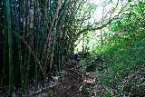 Hanakapiai_Falls_114_11192021 - Continuing past more bamboo stalks on the way up to Hanakapi'ai Falls