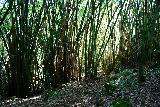 Hanakapiai_Falls_116_11192021 - Still passing through yet more bamboo stalks en route to Hanakapi'ai Falls