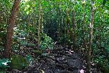 Hanakapiai_Falls_135_11192021 - Continuing along the slippery and rooty jungle hike to Hanakapi'ai Falls