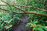 Hanakapiai_Falls_142_11192021 - Ducking under a fallen tree while still on the muddy hike to Hanakapi'ai Falls