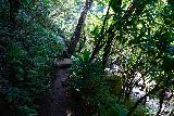 Hanakapiai_Falls_146_11192021 - The Hanakapi'ai Falls Trail clinging to the banks of the Hanakapi'ai Stream