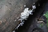 Hanakapiai_Falls_220_11192021 - Closer look at something growing on a fallen tree that seemed like mushrooms or something