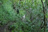 Hanakoa_066_12252006 - Spotted mountain goats on the trail