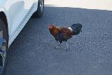Hanalei_Valley_Overlook_009_11192021 - A chicken or rooster clucking around the Hanalei Valley Scenic Overlook