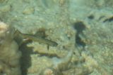 Hanging_Lake_211_04182017 - Some more fish swimming in the clear Hanging Lake