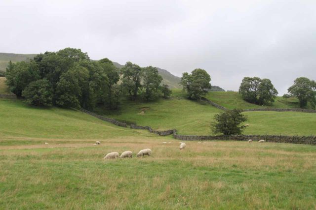 Hardraw_Force_070_08162014 - Sheep grazing in the fields around the Green Dragon Inn