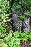 Harmony_Falls_018_06252021 - Looking towards a spring sprinkling down a rock wall alongside the Harmony Falls Trail