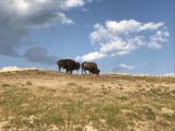 Hayden_Valley_006_iPhone_08102017 - Checking out the grazing bison against partly cloudy skies in Hayden Valley