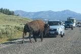 Hayden_Valley_009_08022020 - More bison getting in the way of traffic in Hayden Valley