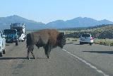 Hayden_Valley_010_08022020 - Bison blocking traffic in front of us in Hayden Valley