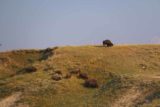 Hayden_Valley_17_008_08102017 - Checking out some grazing bison in Hayden Valley