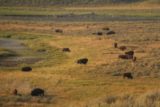 Hayden_Valley_17_024_08102017 - Closer look at the grazing bison herd in Hayden Valley